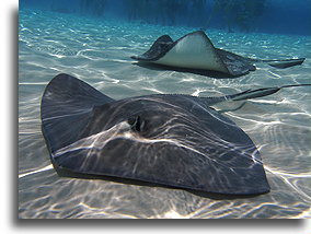Stingray City