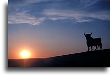 Spanish Bull::Spain, Europe::
