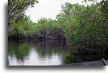 Everglades #2::Everglades, Floryda, Stany Zjednoczone::