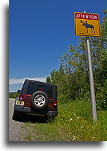 Attention Moose::Maine, United States::